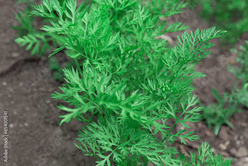 Green leaves of carrot on a background of soil in the garden