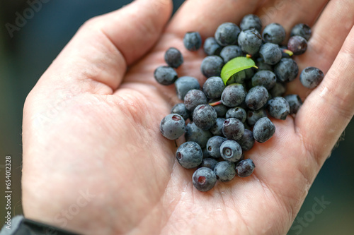 Group of wild blueberries on humans hand.