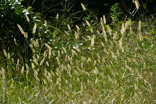 Green bristle grass / Fox tail grass ( Setaria viridis ). Poaceae annual weeds. Column-shaped inflorescences with many hairs and a brush-like appearance.