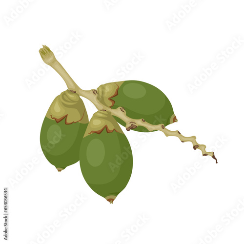 Vector illustration, green betel nut, also known as areca nut, scientific name Areca catechu, isolated on a white background.