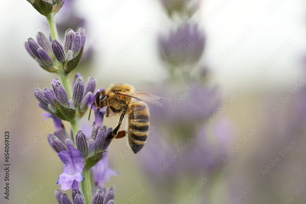 Honeybee collecting nectar from beautiful lavender flower outdoors, closeup. Space for text Honeybee collecting nectar from beautiful lavender flower outdoors, closeup. Space for text