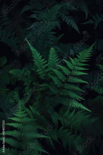 A beautiful fern tree in the dark damp rainforest of New Zealand  or Norway  or Argentina     close up cinematic grainy photography style