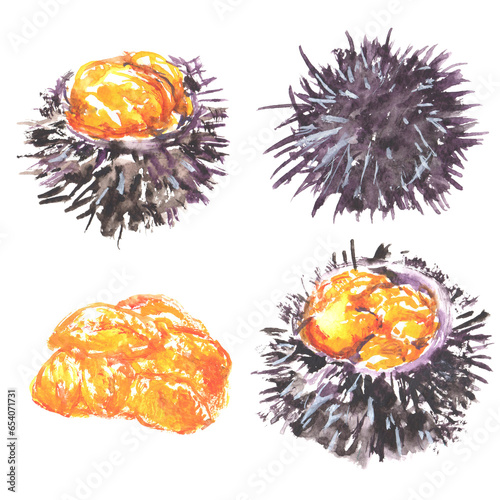 水彩で描いた殻付きのウニのイラスト