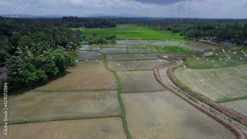 The most beautiful village in India, Bird Fly Over Rice Field ,  A Border village in Palakkad, Kollengode Famous for its beautiful vast strech of paddy fields photo