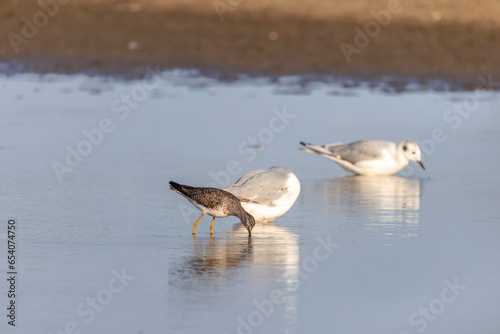 The greater yellowlegs (Tringa melanoleuca) on the shore of lake Michigan
