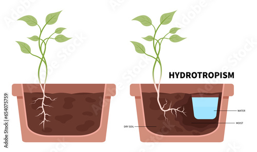 Growth of plant root towards water the fallen pots experiment gravity with gravitropism geotropism phototropism and thigmotropism auxin in science photo