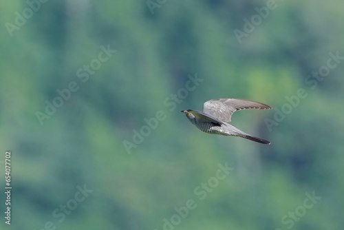 新緑バックに飛ぶカッコウの飛翔シーン © Scott Mirror