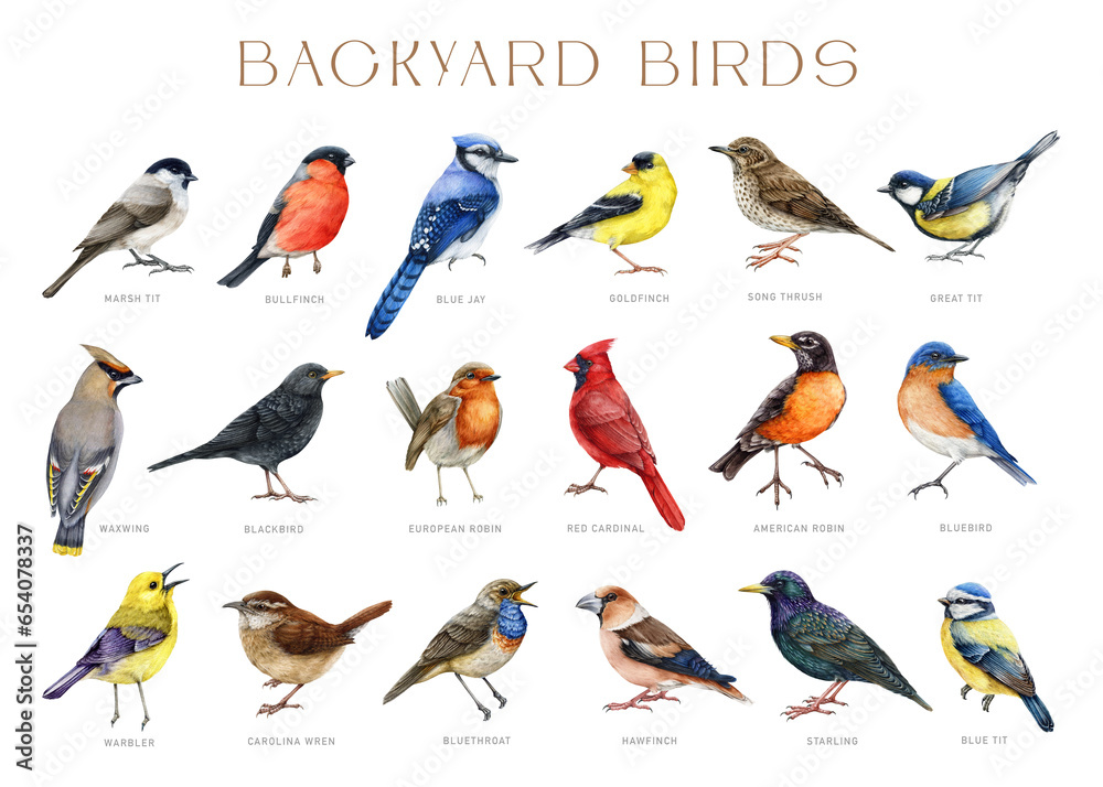 Backyard birds with names. Watercolor painted big illustration set