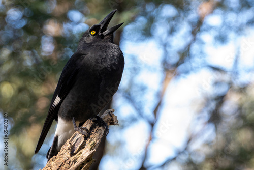 Currawong perched on branch, calling with it's beak open .