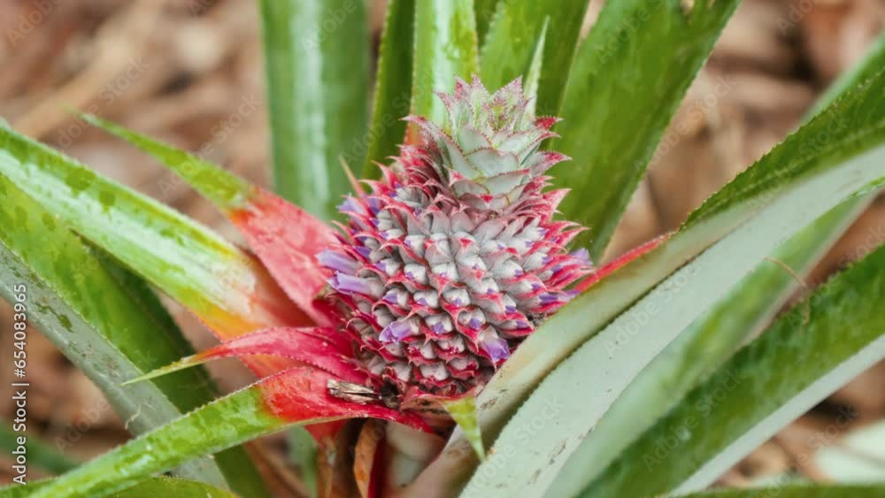 Close-up of colorful purple-red pineapples growing on a pineapple plant. Close-up of colorful purple-red pineapples growing on a pineapple plant.