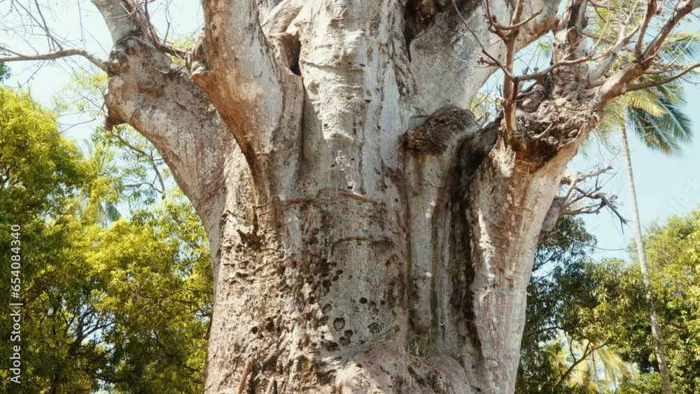 Large and ancient sacred African Bao Bao tree in Zanzibar, Tanzania, Africa. Tilt Up. 4K ProRes. Large and ancient sacred African Bao Bao tree in Zanzibar, Tanzania, Africa. Tilt Up. 4K ProRes.