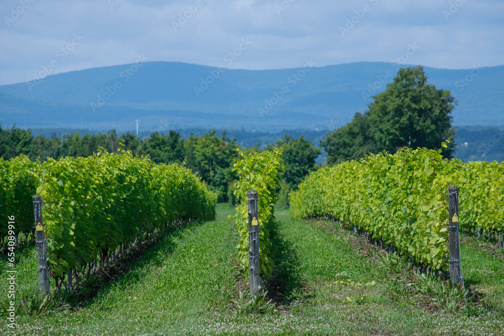 Naklejka premium Vineyard with Frontenac grapes. Quebec, Canada