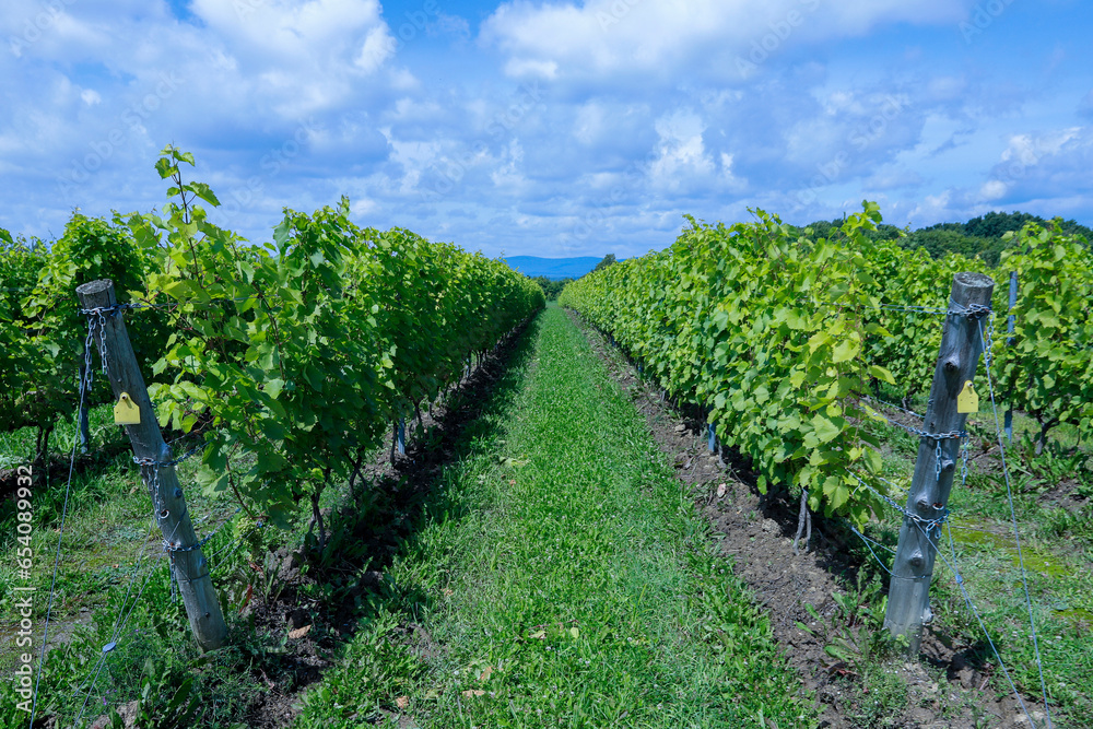 Vineyard with Frontenac grapes. Quebec, Canada