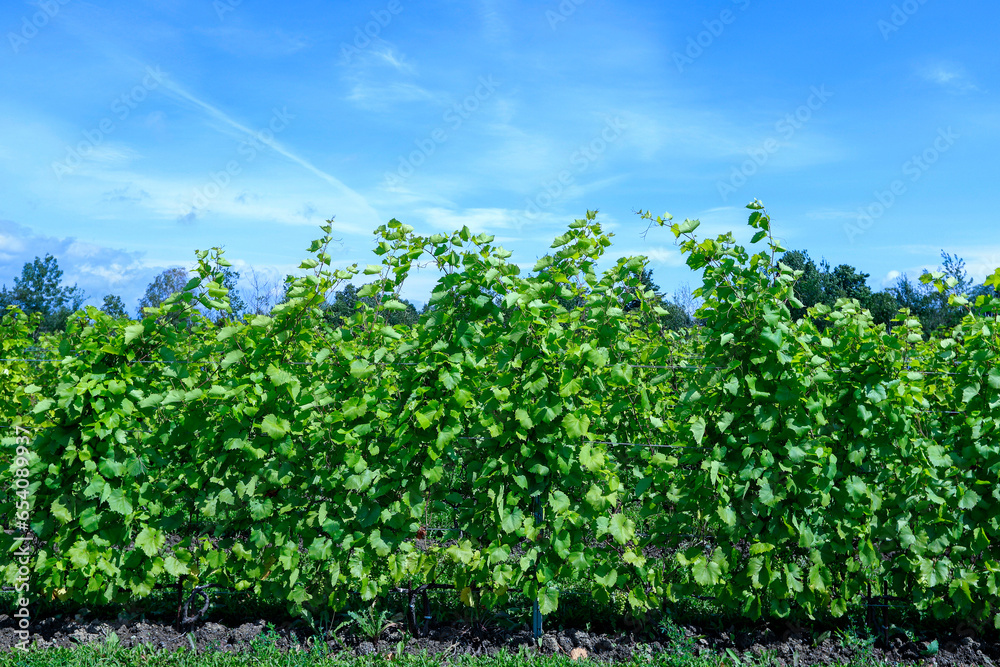 Vineyard with Frontenac grapes. Quebec, Canada