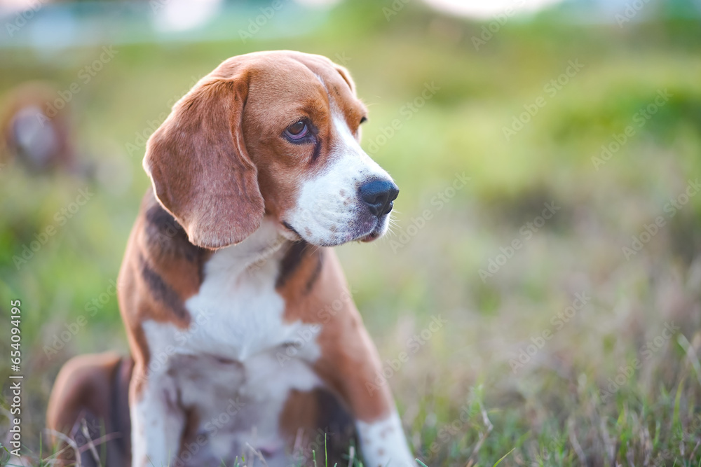 Portrait of a cute beagle dog on the green grass outdoor in the field, focus on face and eyes,shoot with shallow depth of field.