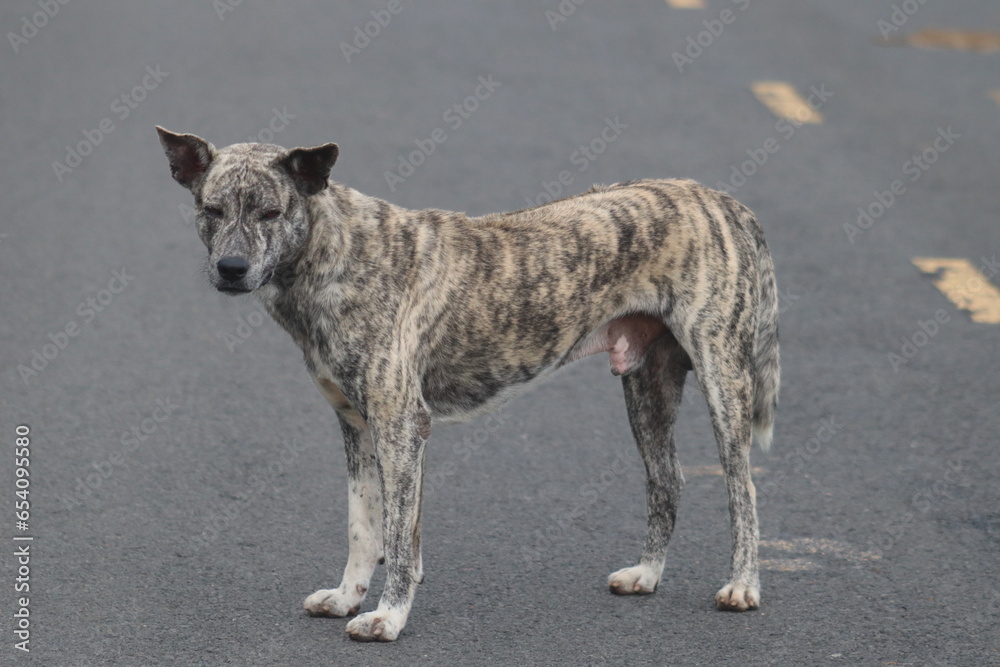 Close-up of a brown tiger-striped dog standing in the middle of a concrete road. Keep animals in mourning Stray dogs happily lie on the ground outside. In the morning, there were no cars passing by in Close-up of a brown tiger-striped dog standing in the middle of a concrete road. Keep animals in mourning Stray dogs happily lie on the ground outside. In the morning, there were no cars passing by in