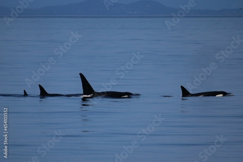 Orcas and the San Juan Islands photo