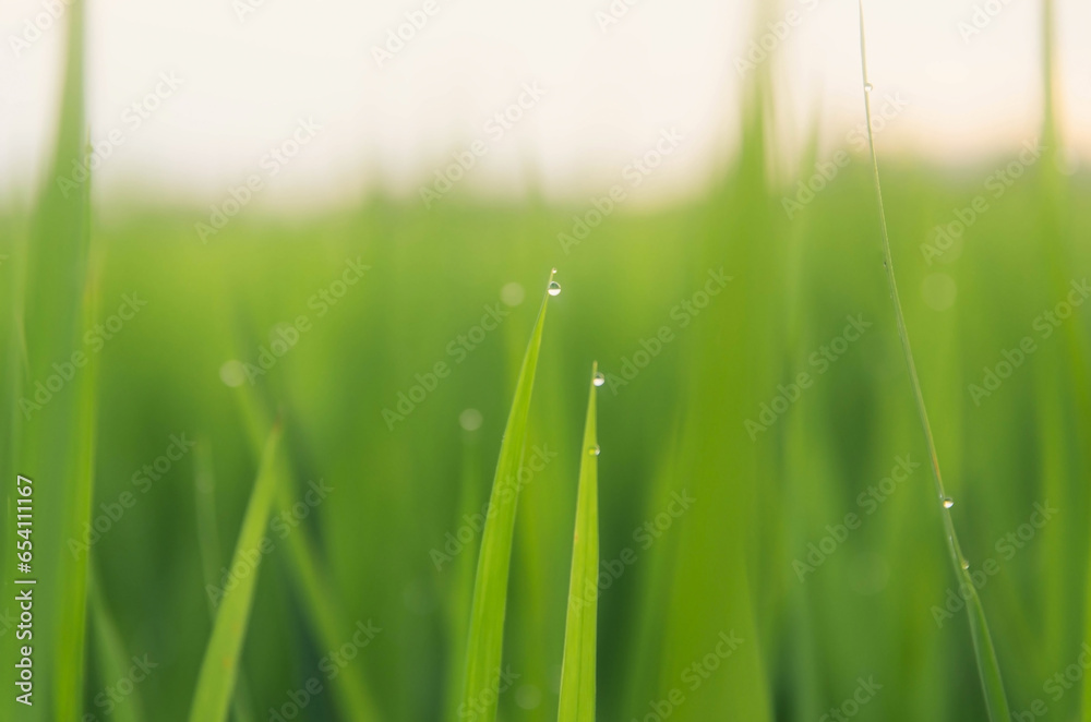 Landscape of green crops and field. Rice field with sunset and farmland in Thailand. Landscape of green crops and field. Rice field with sunset and farmland in Thailand.