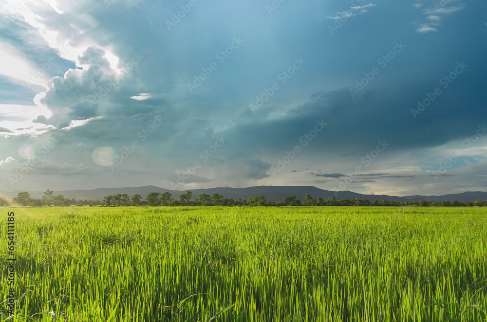 Landscape of green crops and field. Rice field with sunset and farmland in Thailand. Landscape of green crops and field. Rice field with sunset and farmland in Thailand.