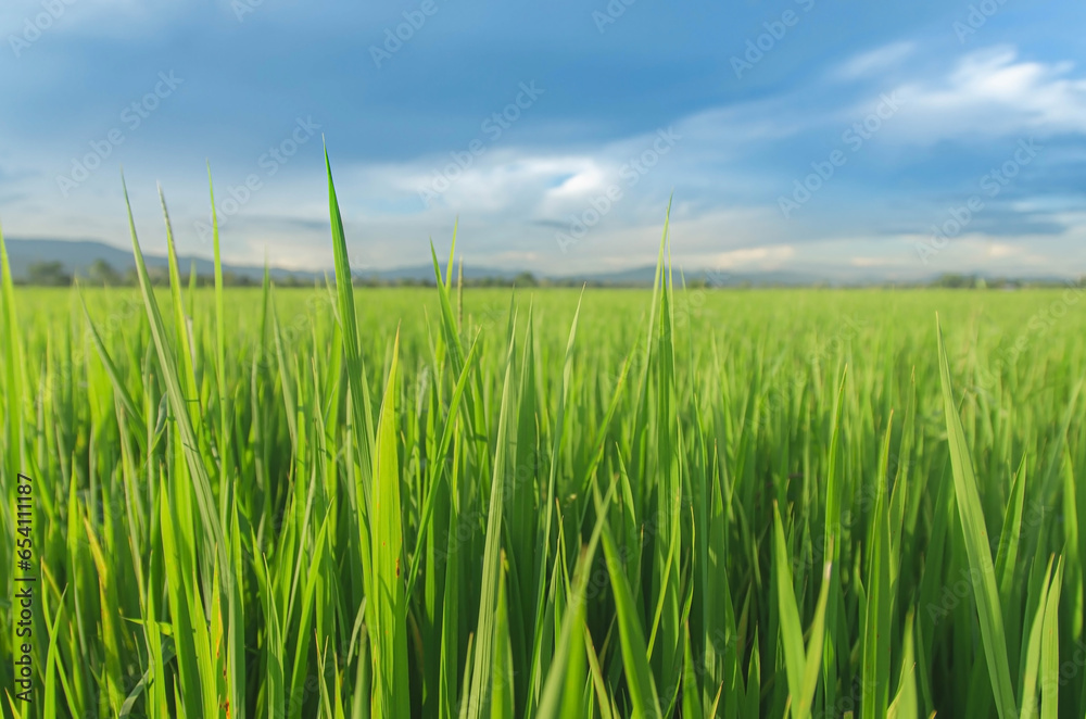 Landscape of green crops and field. Rice field with sunset and farmland in Thailand. Landscape of green crops and field. Rice field with sunset and farmland in Thailand.