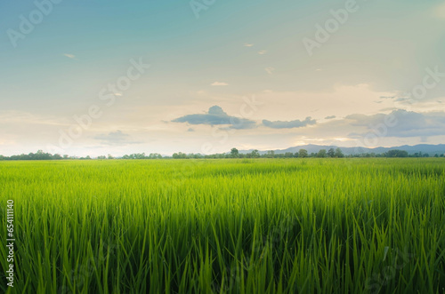 Landscape of green crops and field. Rice field with sunset and farmland in Thailand.