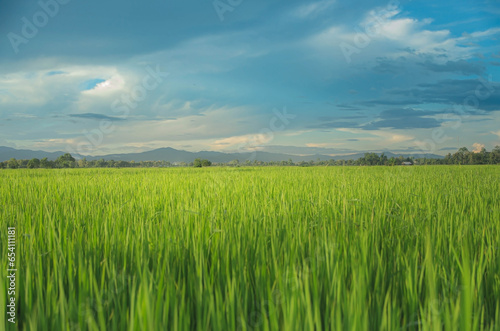 Landscape of green crops and field. Rice field with sunset and farmland in Thailand.