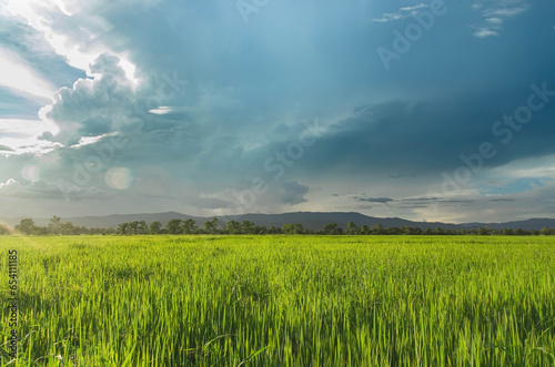 Landscape of green crops and field. Rice field with sunset and farmland in Thailand.