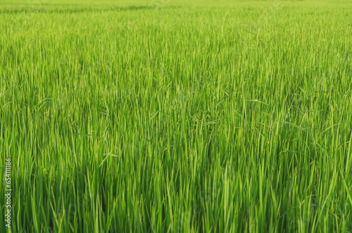 Landscape of green crops and field. Rice field with sunset and farmland in Thailand.