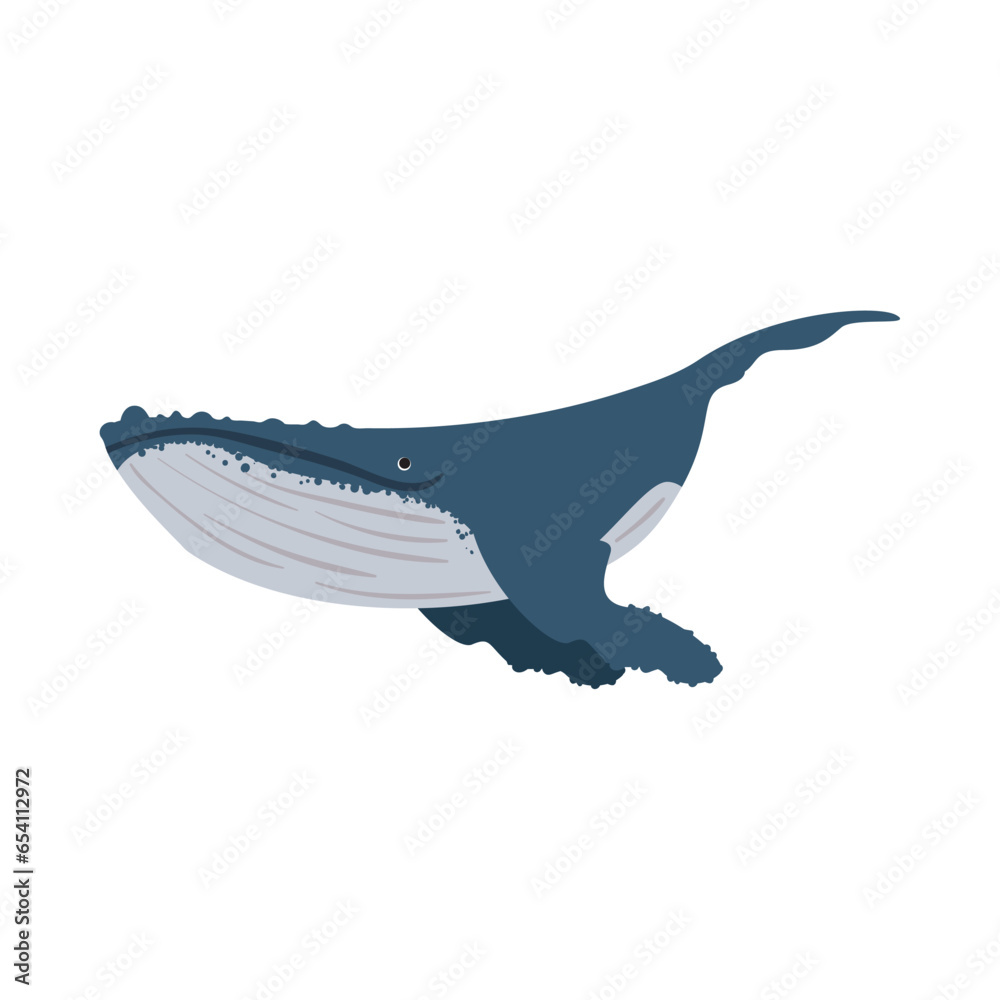 Obraz premium humpback sealife nature