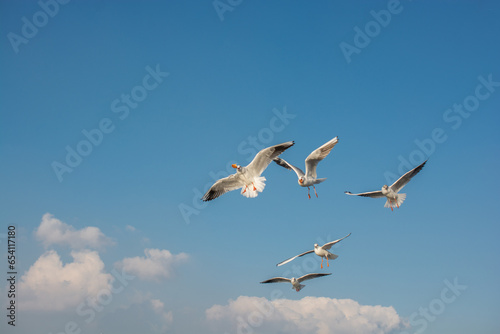 Seagulls flying in sky, Seagulls are flying in sky as background