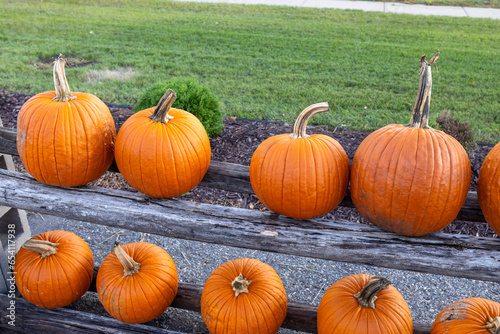 Close up view of an assorted harvested jack-o-lantern pumpkins in a sunny market setting 
