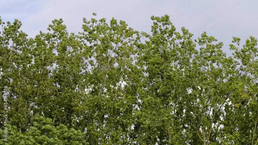 A strong wind blowing through tall trees in full leaf as Crows fly in to their nests, Worcestershire, England. A strong wind blowing through tall trees in full leaf as Crows fly in to their nests, Worcestershire, England.
