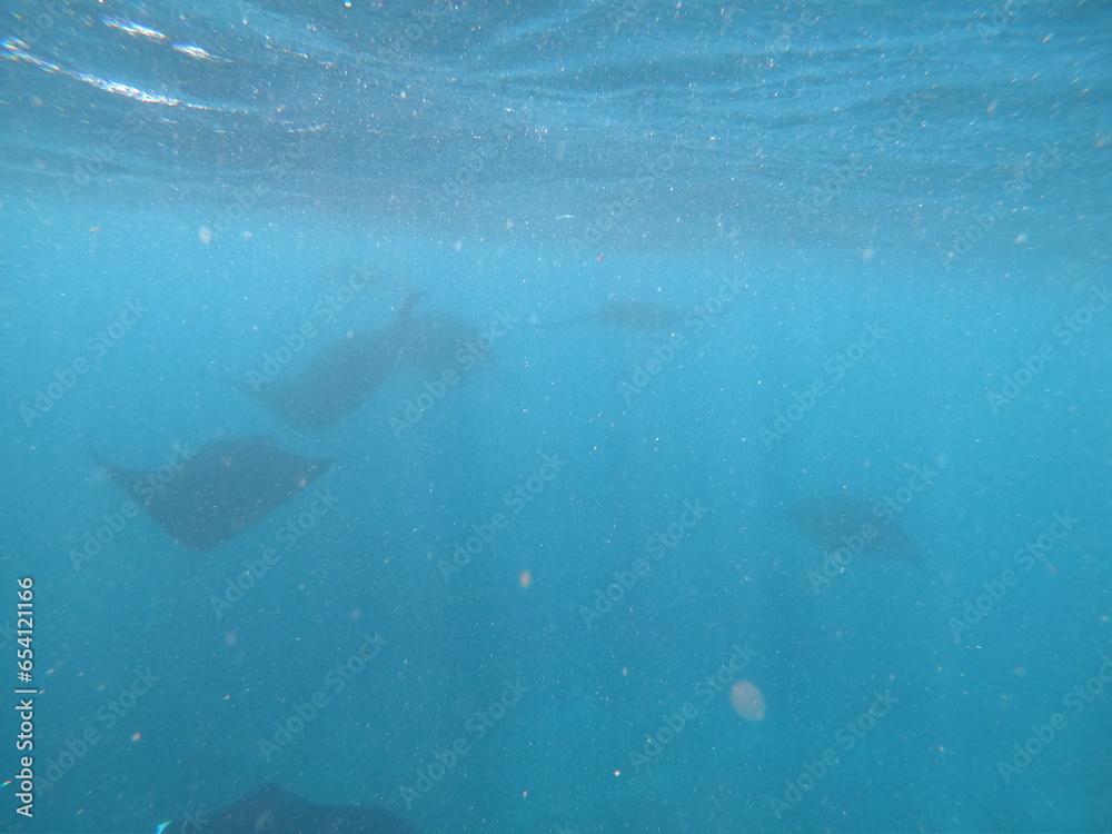 oceanic manta rays underwater in an ocean with not that much visibility  - obrazy, fototapety, plakaty 