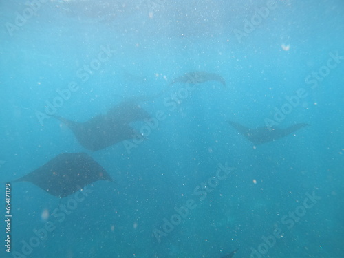 oceanic manta rays underwater in an ocean with not that much visibility 