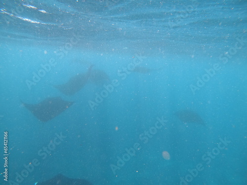 oceanic manta rays underwater in an ocean with not that much visibility 