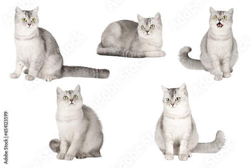 set of cute cat isolated