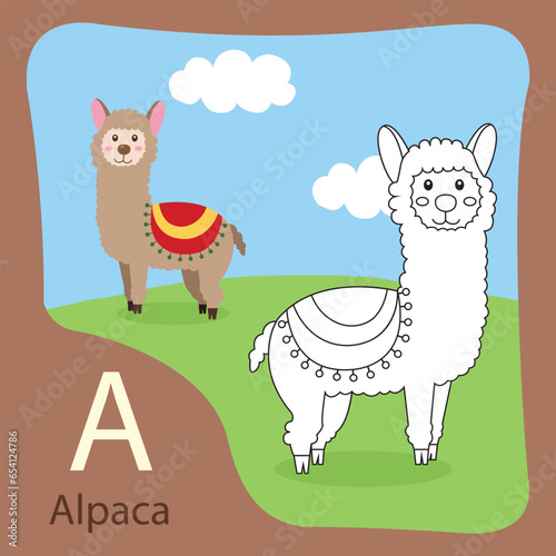 Illustrator of alpaca isolated and coloring
