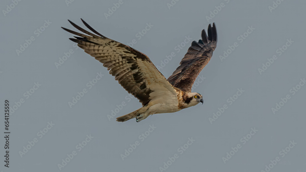 Obraz premium Osprey in Flight