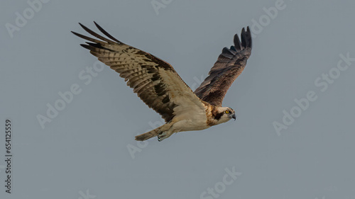 Osprey in Flight © Mohit