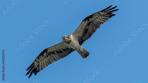 Osprey in Flight