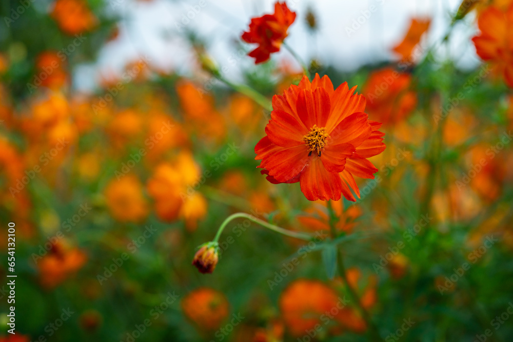 キバナコスモス・秋の花