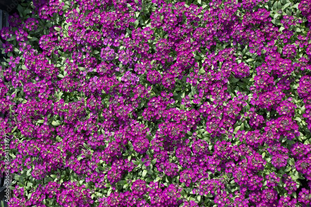 Blooming flowers as a background Blooming flowers as a background
