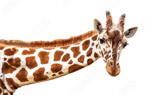 Photography Cute giraffe looking into the camera, close up and without background/white back