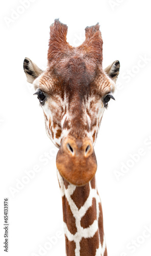 Fototapeta Naklejka Na Ścianę i Meble -  Cute giraffe looking into the camera, close up and without background/white background