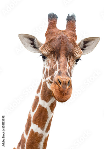 Photography Cute giraffe looking into the camera, close up and without background/white back