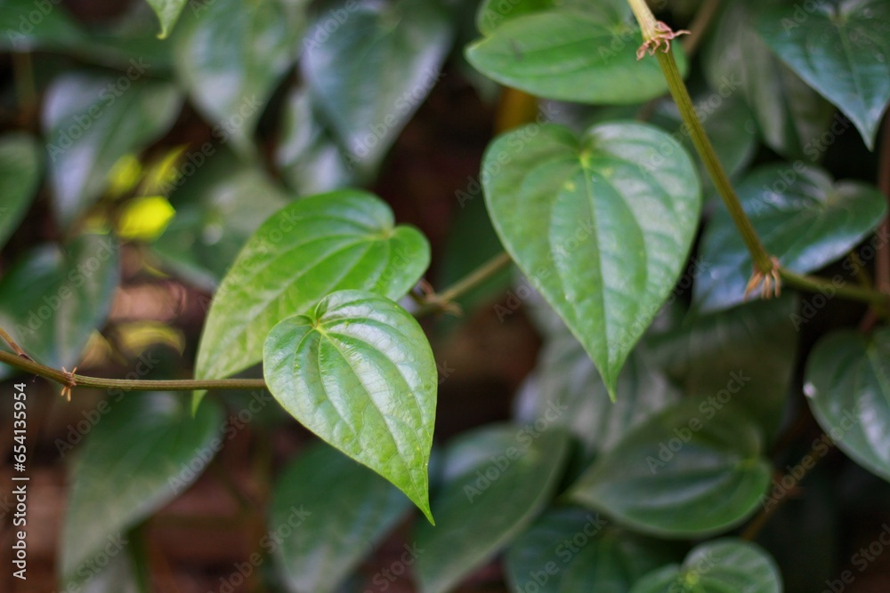 Betel green leaves growing in graden ,Low key lighting Nature background , Close up ,Focus sharp specific point.