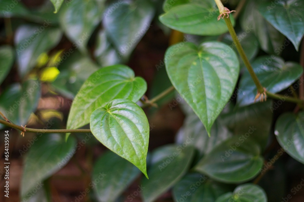 Betel green leaves growing in graden ,Low key lighting Nature background , Close up ,Focus sharp specific point. Betel green leaves growing in graden ,Low key lighting Nature background , Close up ,Focus sharp specific point.