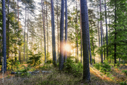 Fototapeta Naklejka Na Ścianę i Meble -  Wschód słońca w lesie.