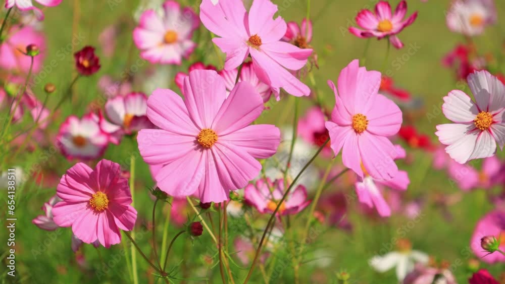 pink cosmos flowers in field pink cosmos flowers in field