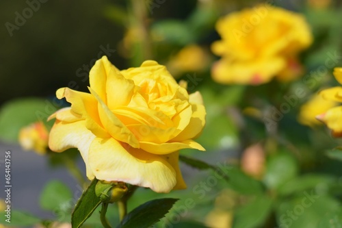 A yellow rose with green leaves blooms in a summer park. Beautiful rose flower close up.